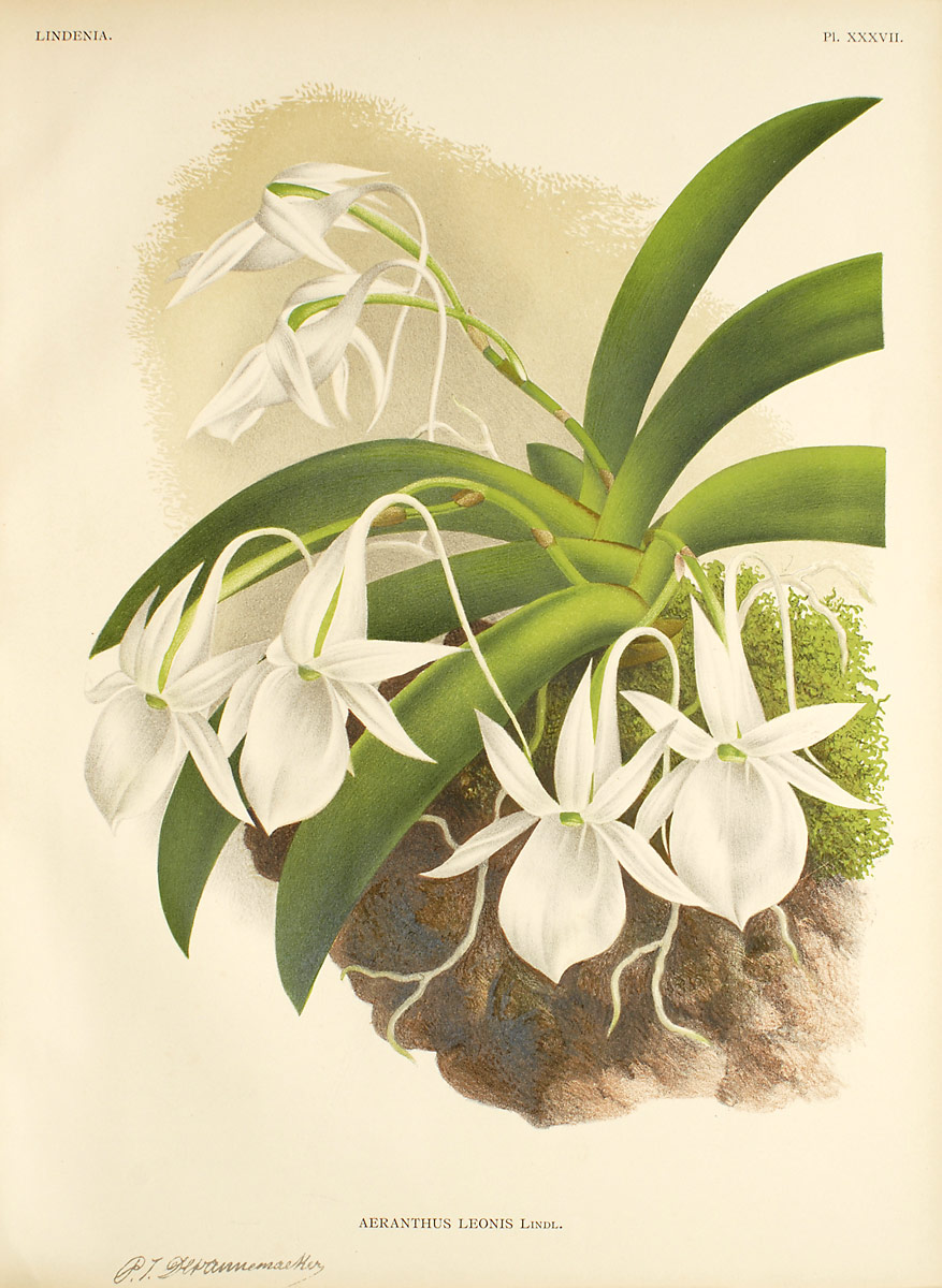 Angraecum_leonis