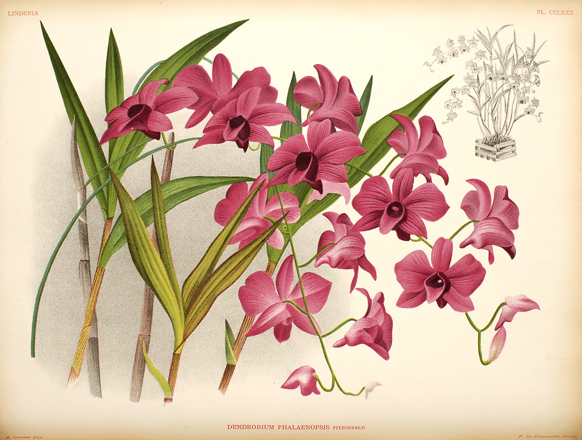 Dendrobium_phalaenopsis435566