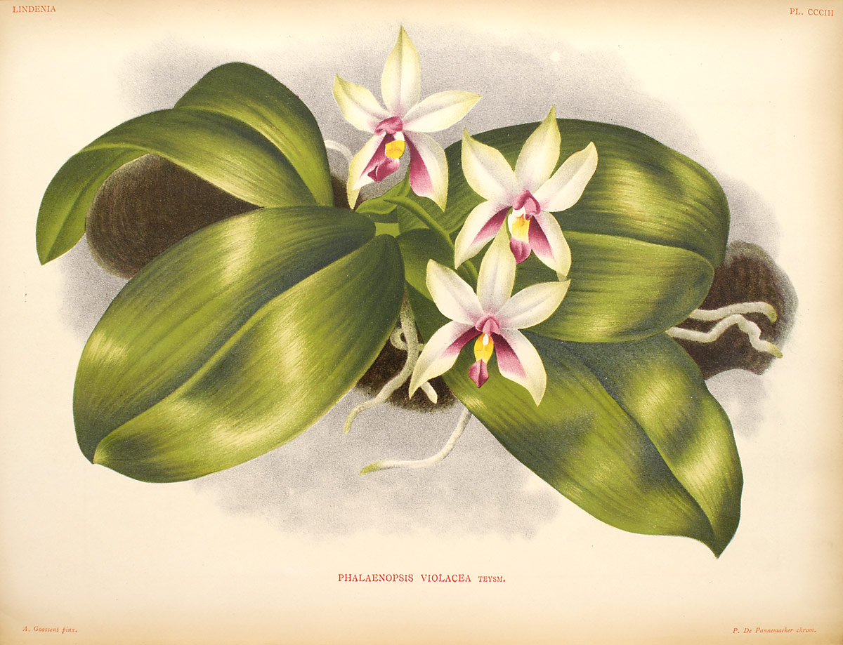Phalaenopsis_violacea11